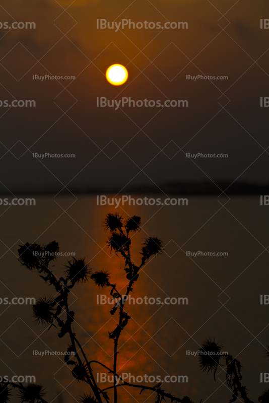 Soleil couchant en Camargue avec silhouettes de plantes