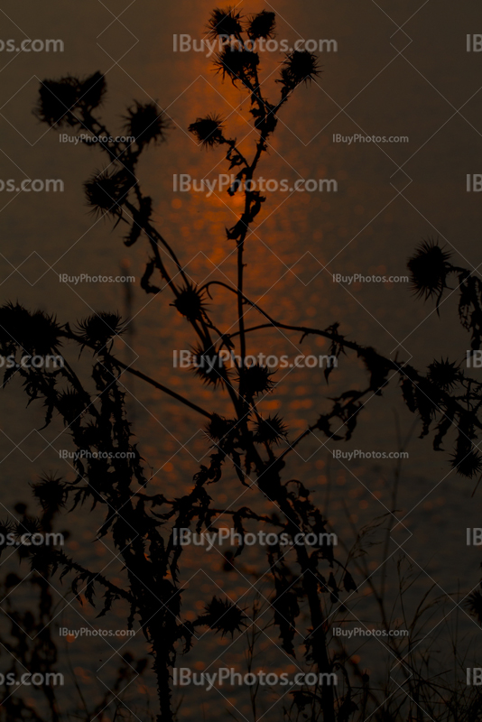 Silhouette de plantes ddevant eau avec reflets de coucher de soleil