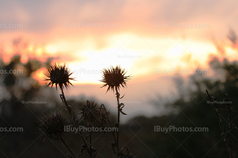 Thistle silhouettes at sunset in Camargue in France