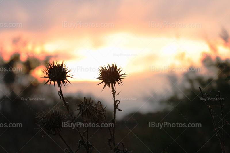 Silhouette de chardon au coucher de soleil en Camargue