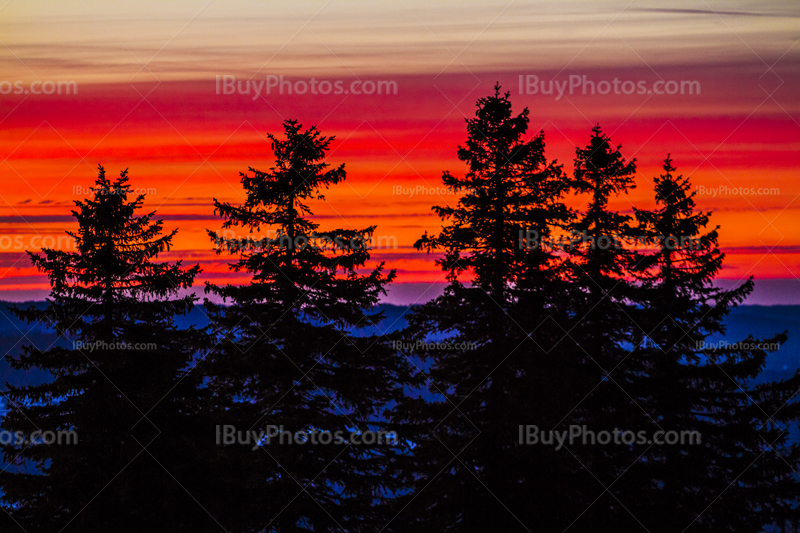 Sunset tree silhouettes 002