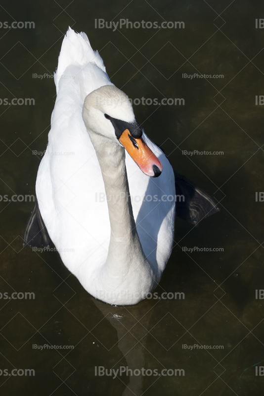 White swan in Lake Leman in Geneva