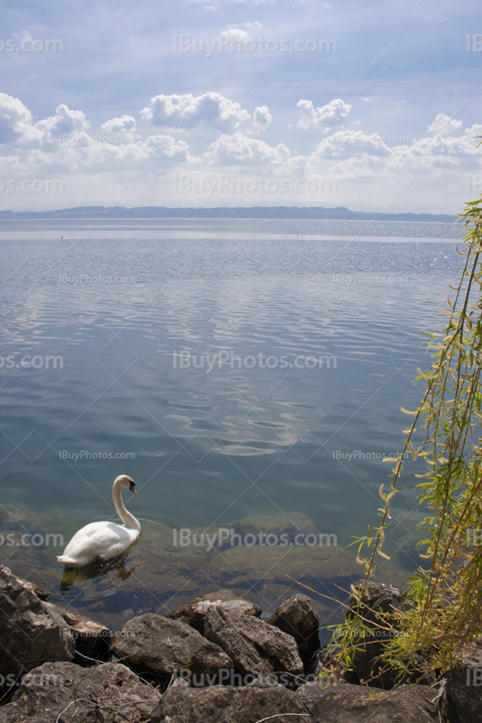 Cygne dans lac de Neuchâtel avec saule pleureur et reflet du Soleil dans eau