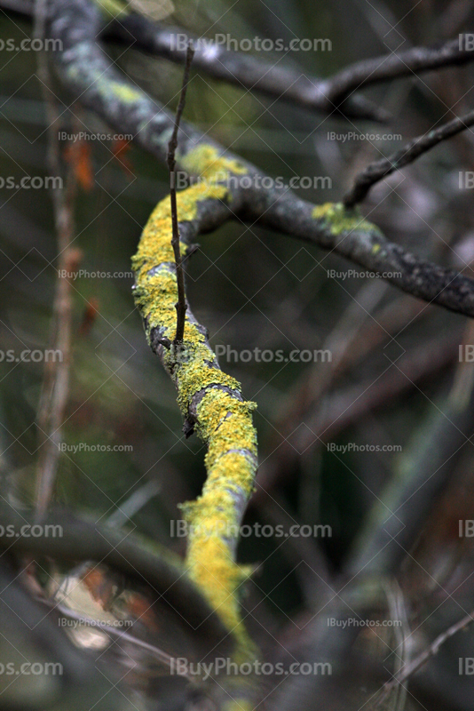 Lichen covering branch on tree