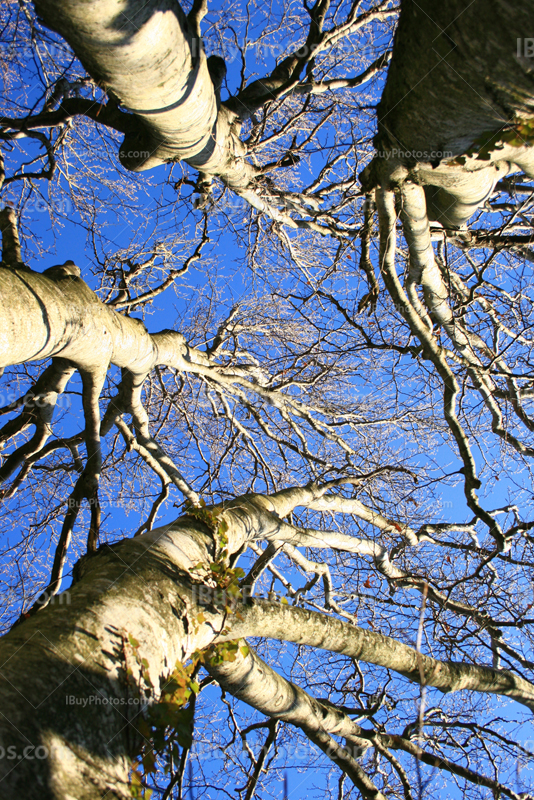 Vue en contre plongée d'arbres, de la terre au ciel