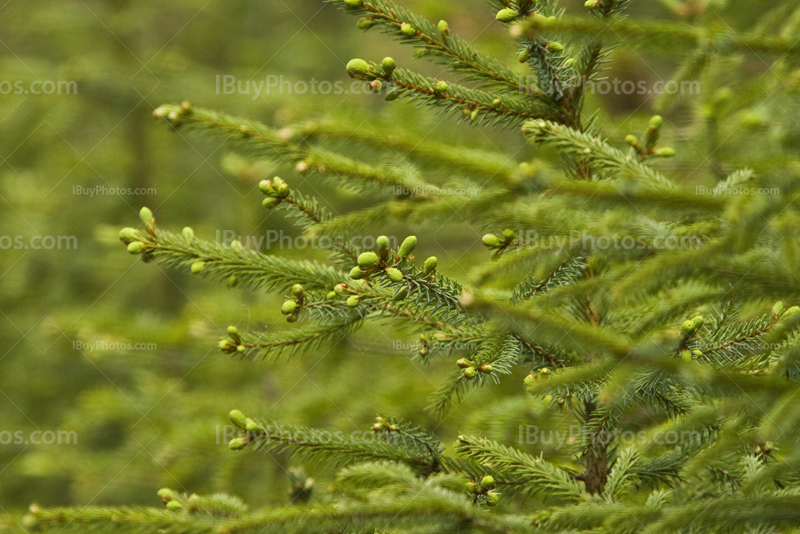 Branches of green fir tree in forest