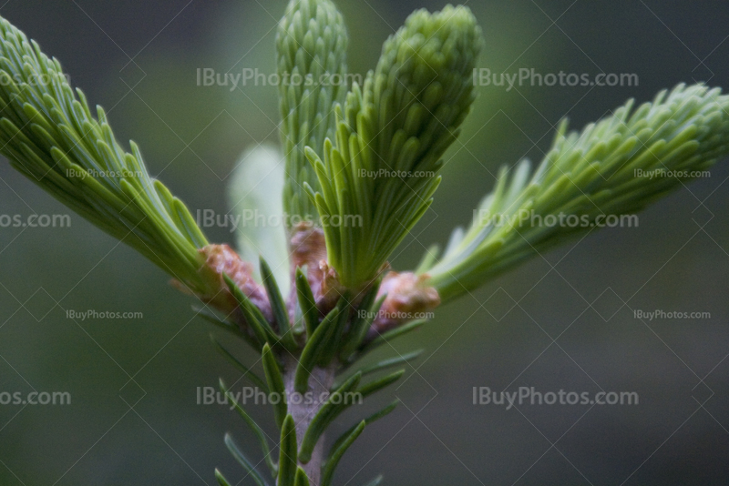 Fir tree tip close-up