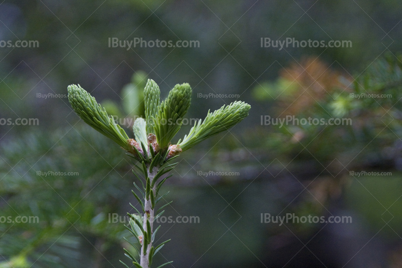 Branche de sapin dans forêt