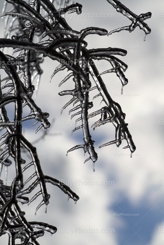 Ice covering branches during Winter