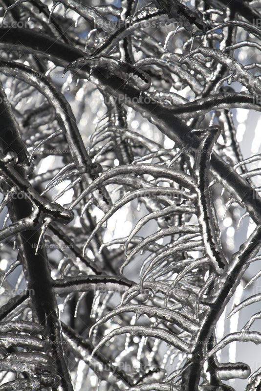 Frozen branches in a tree during Winter