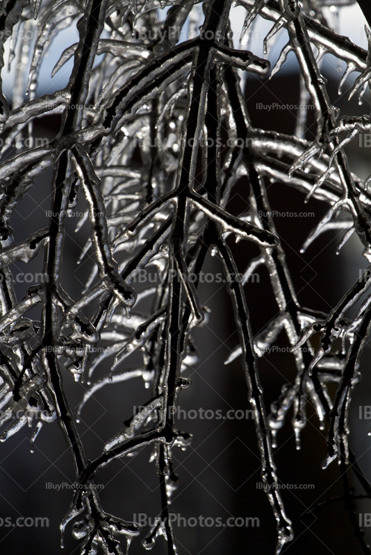 Frozen branches in a tree in winter