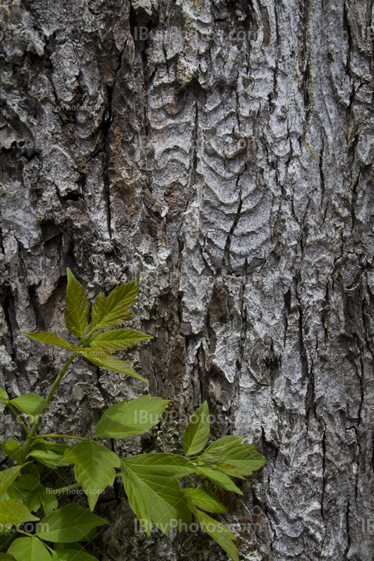 Gros plan d'écorce d'arbre avec feuilles