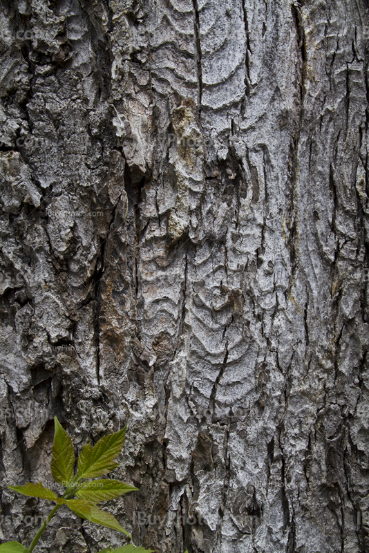 Bark of trunk with leaves