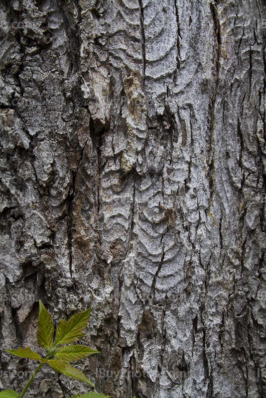 écorce d'arbre avec des feuilles