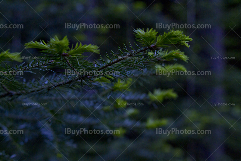 Branches de sapin dans la forêt