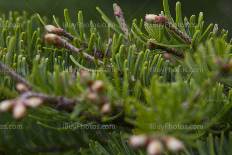 Spruce tree branches close-up