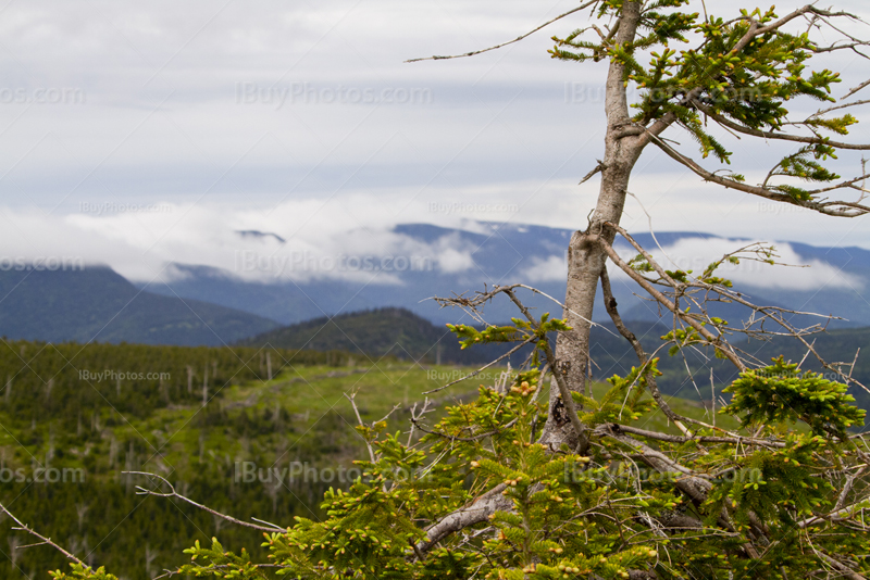 Damaged tree in forest with cloudy mountains