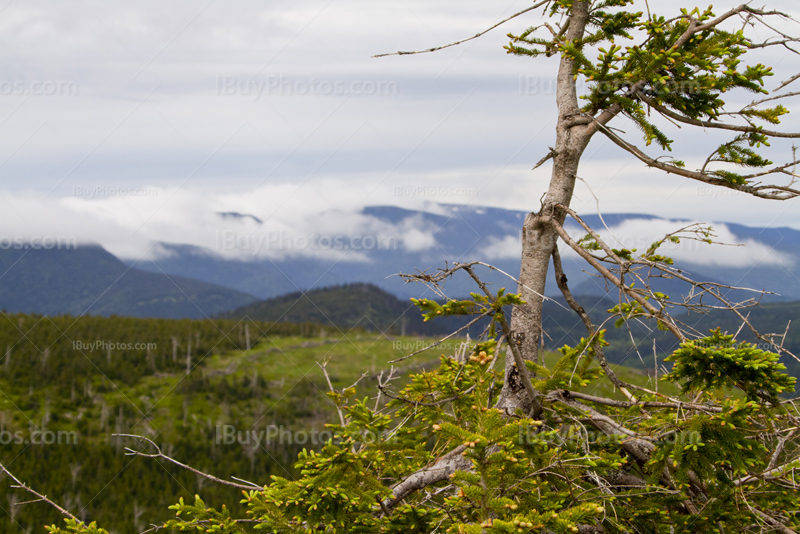 Arbre endommagé dans une forêt avec montagnes dans les nuages