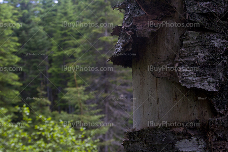 Tronc d'arbre en forêt