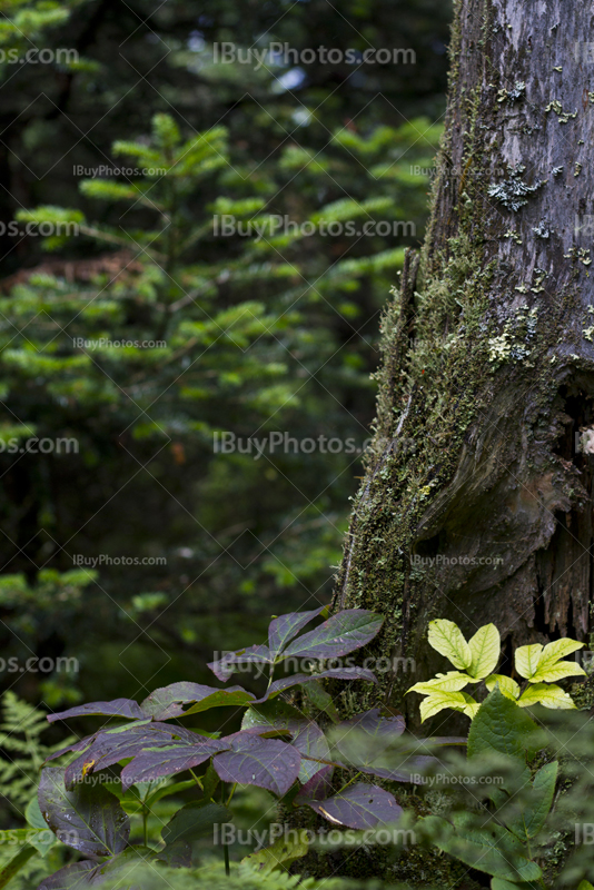 Tree bark with leaves and plants in forest