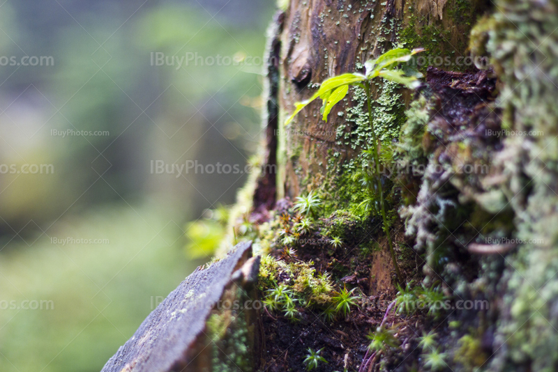 Tree trunk with moss and leaves