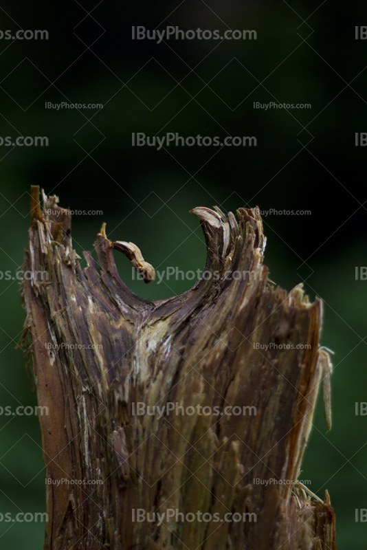 Broken trunk in the woods