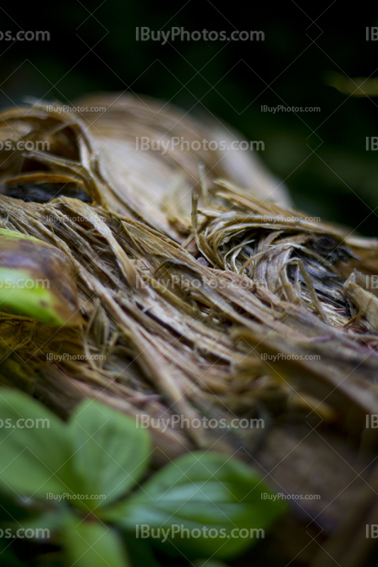 Decomposed tree stump with leaves in forest