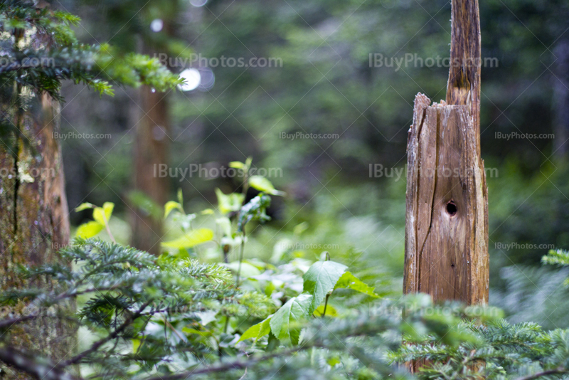 Broken trees in forest with hole in trunk