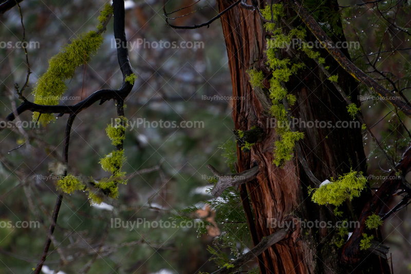 Mousse et champignons sur arbre, écorce de cèdre dans parc Yosemite