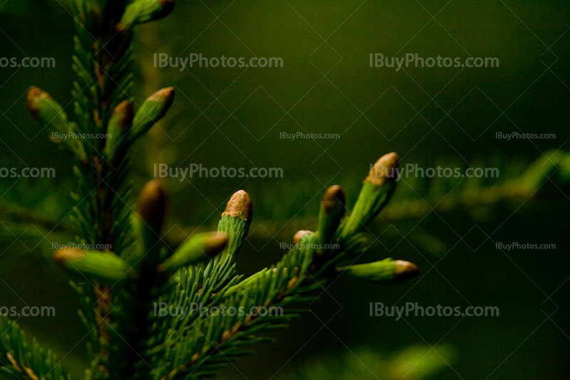 Spruce tree with needles and seeds, small cones