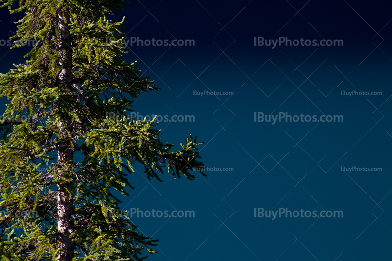 Banff spruce tree on Moraine Lake turquoise water background