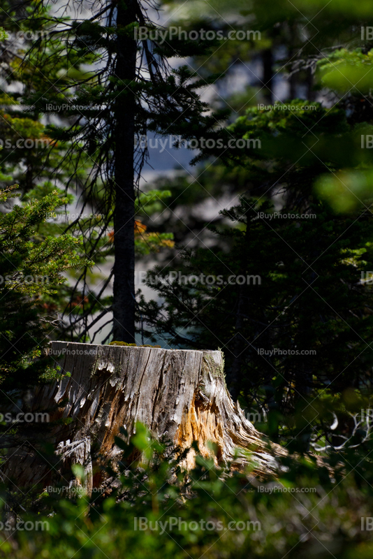 Tronc coupé dans forêt alpine, Montagnes Rocheuses canadiennes