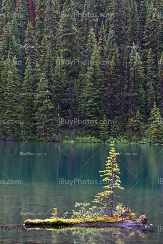 Sapin pousse sur arbre qui flotte sur eau du lac Rawson, Alberta