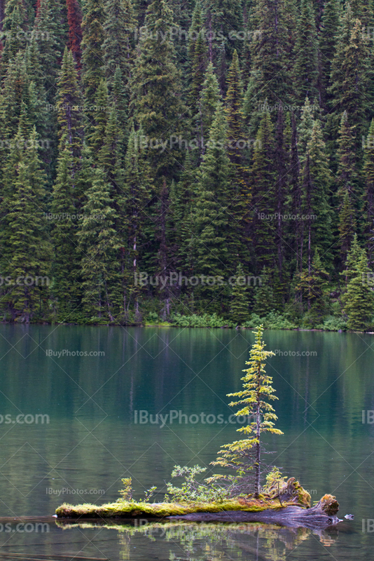 Fir shrub on trunk on lake at Rawson Lake, Alberta