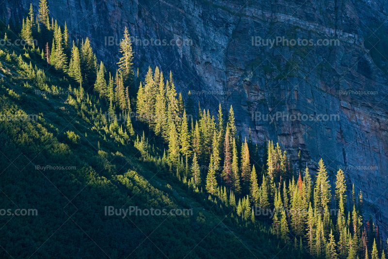 Fir trees in mountain rocks slope, lighted by sun