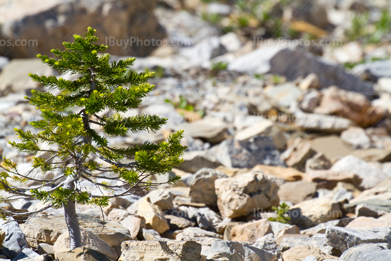 Fir tree shrub among rocks in mountain