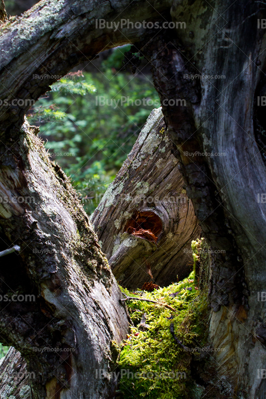 Hole in tree trunk with moss