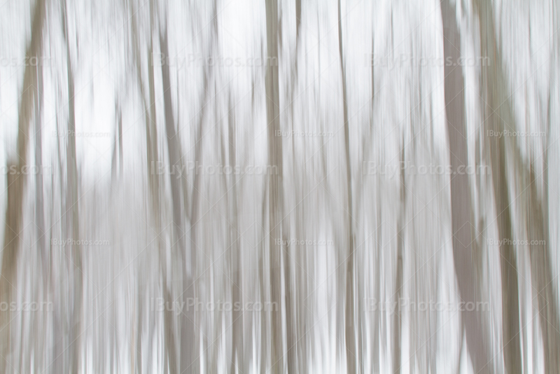 Trees panning 001