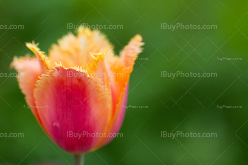 Tulips 002