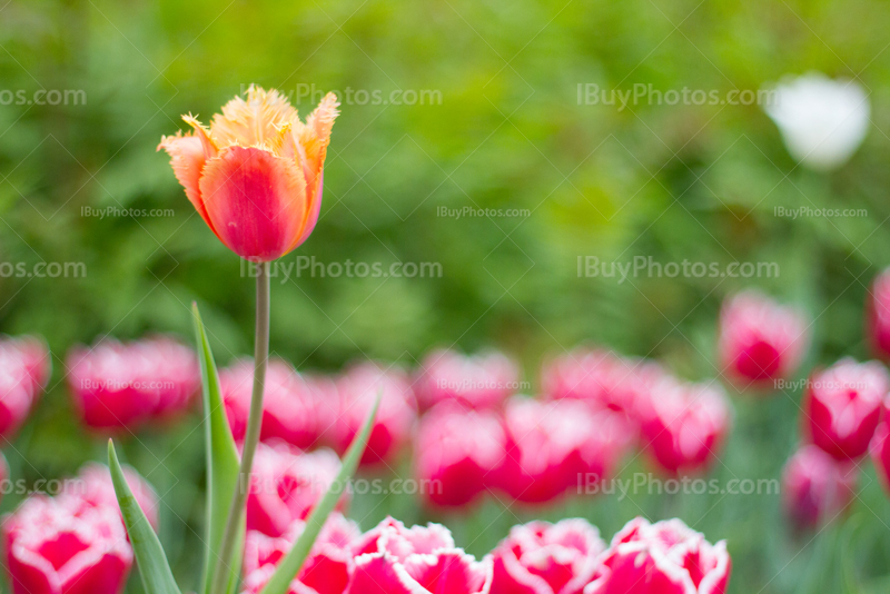 Tulips 003