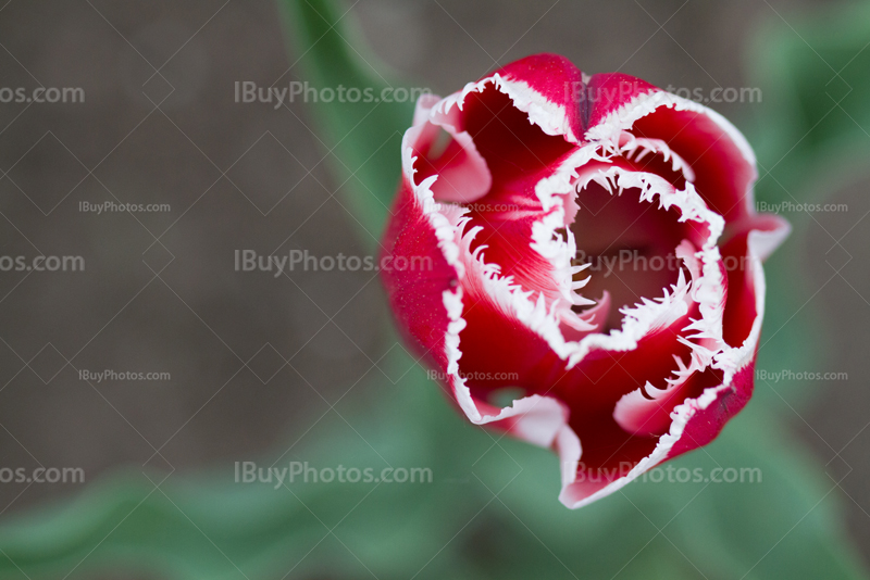 Tulips 004