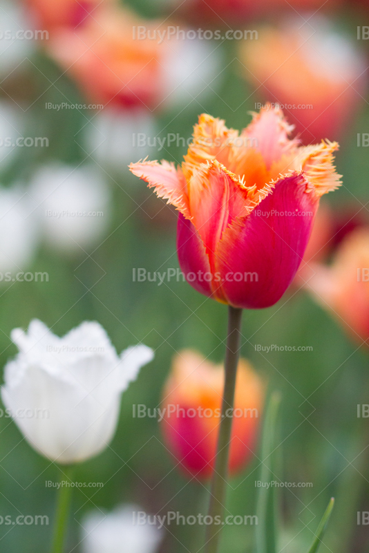 Tulips 005