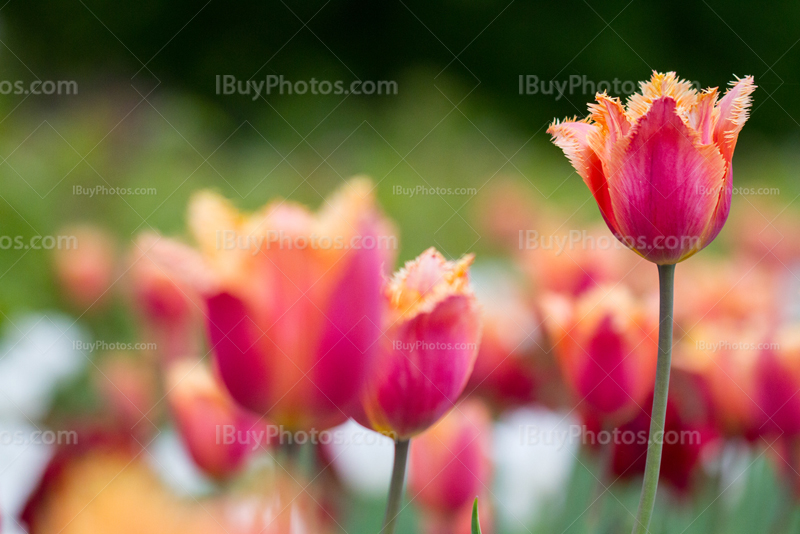 Tulips 007