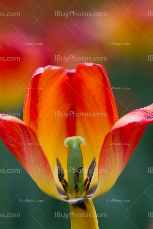 Tulips 008