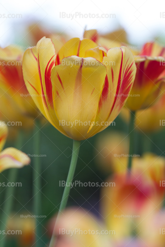 Tulips 009