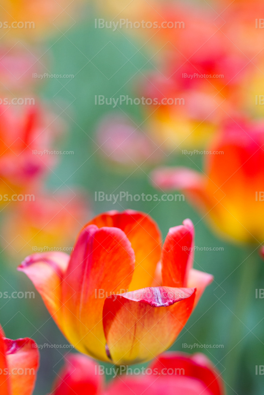 Tulips 010