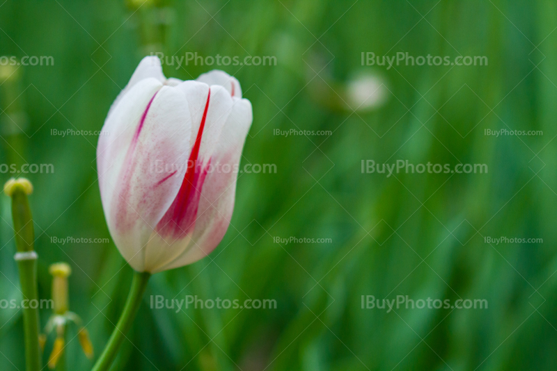 Photo: Tulipe Rose Blanche 012 | IBuyPhotos