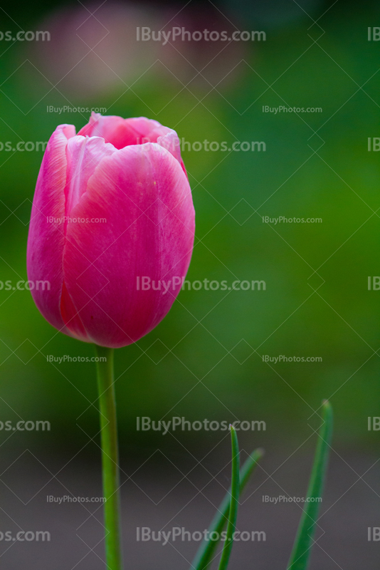 Tulips 014