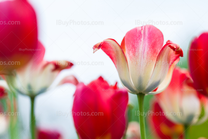 Tulips 015