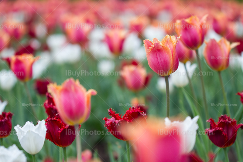 Tulips 017